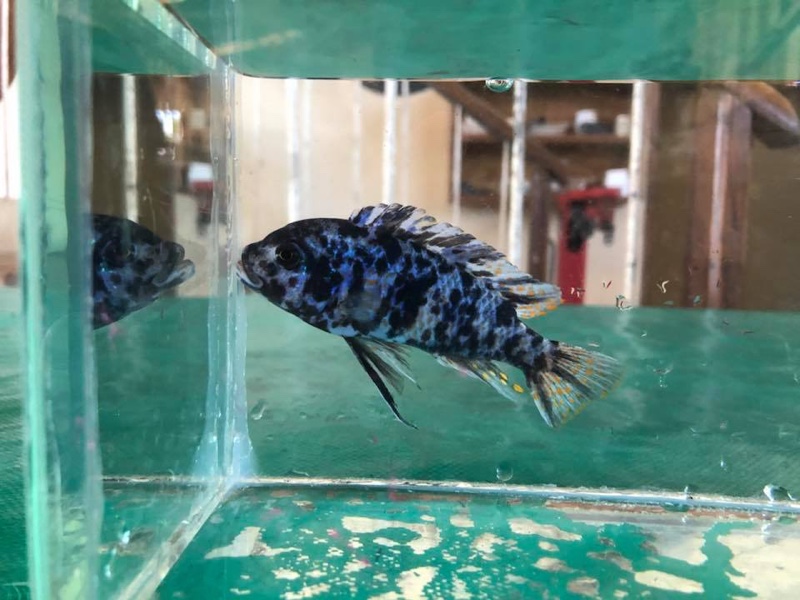 Maylandia zebra 'Londo Bay'